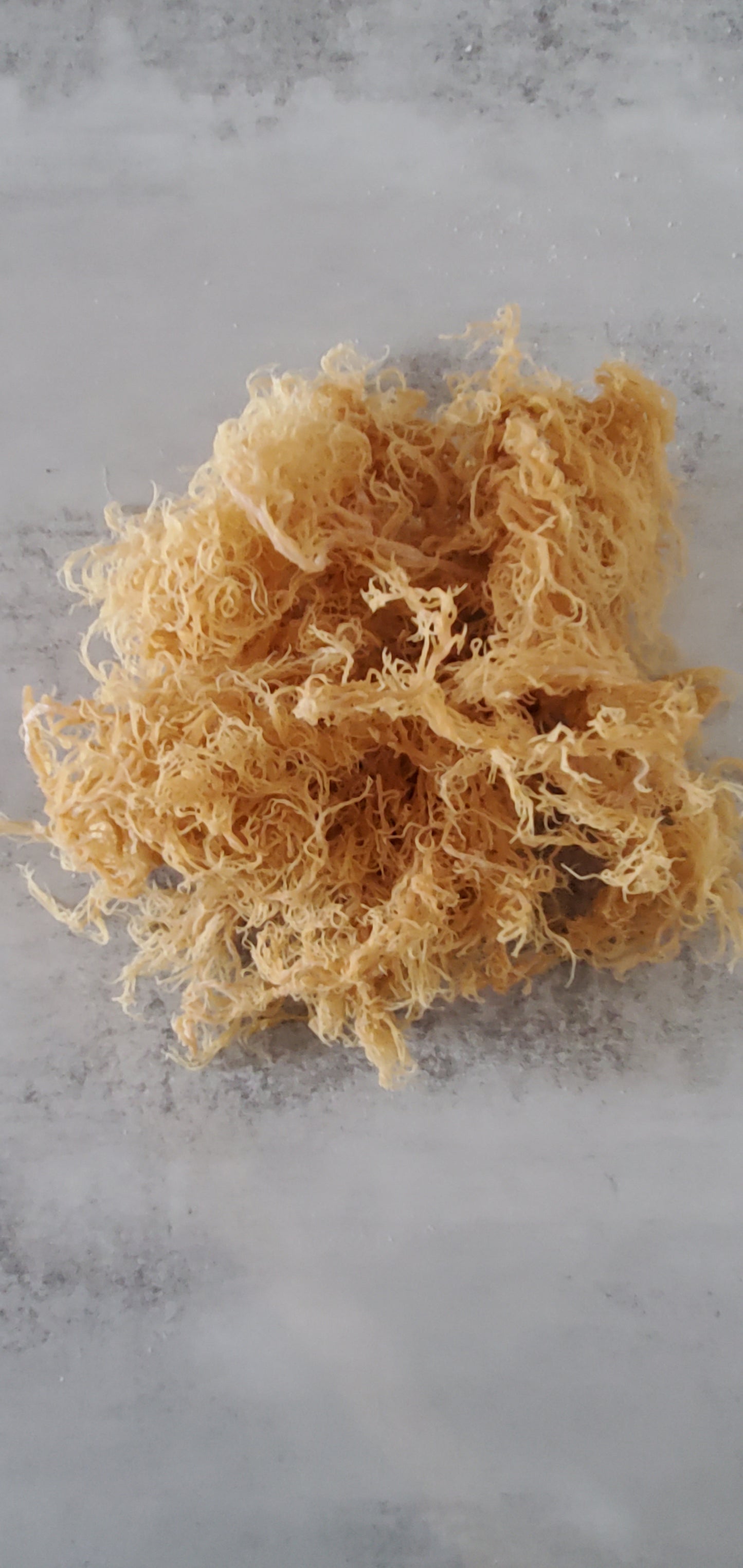 Wildcrafted Gold Sea Moss (Raw)