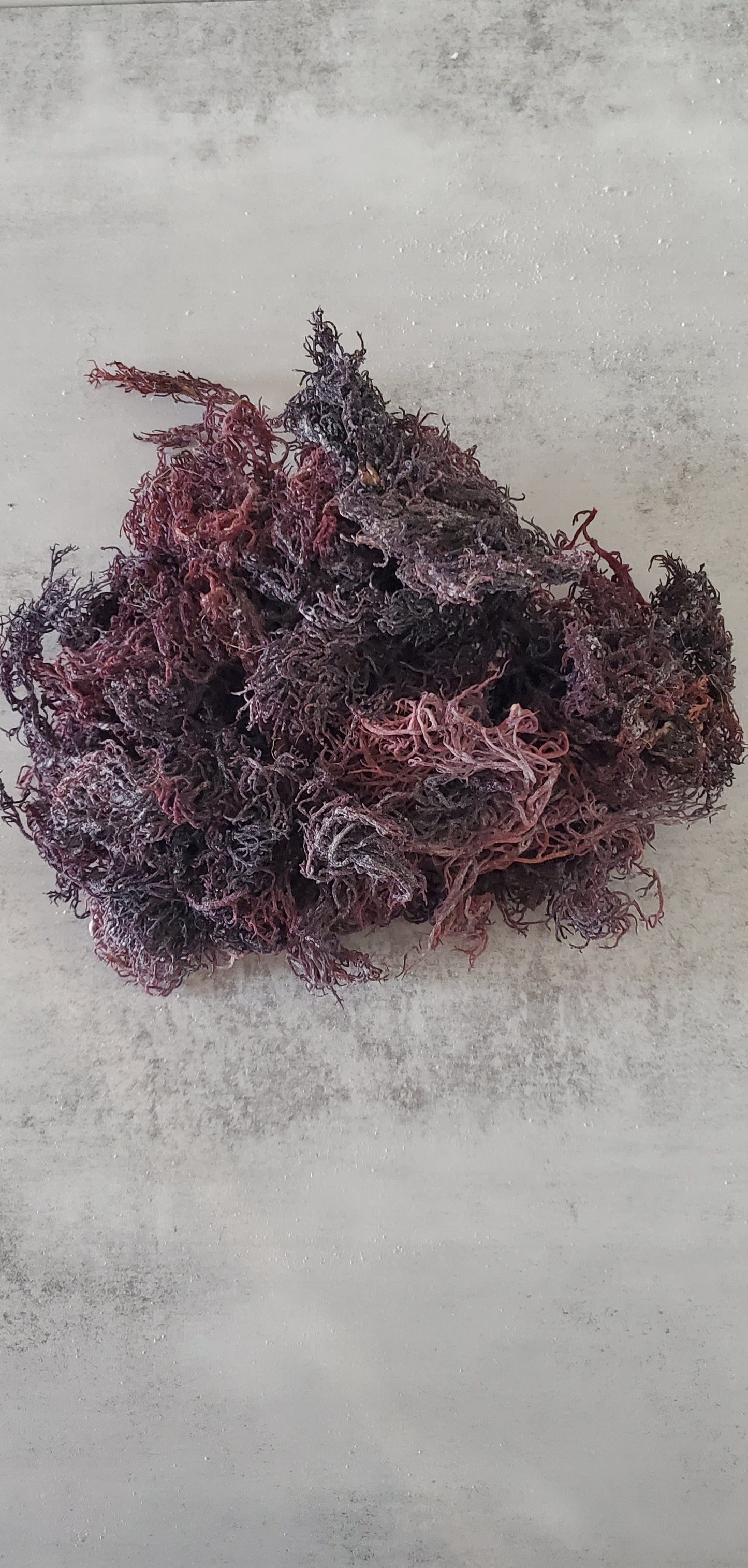 Wildcrafted Purple Sea Moss (Raw)